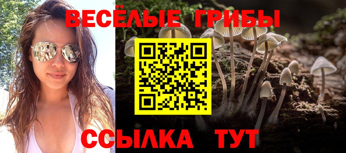 Тверь  купить  сайты  Вход с VPN  Псилоцибиновые грибы Magic Shrooms  Псилоцибиновые грибы Psilocybe 